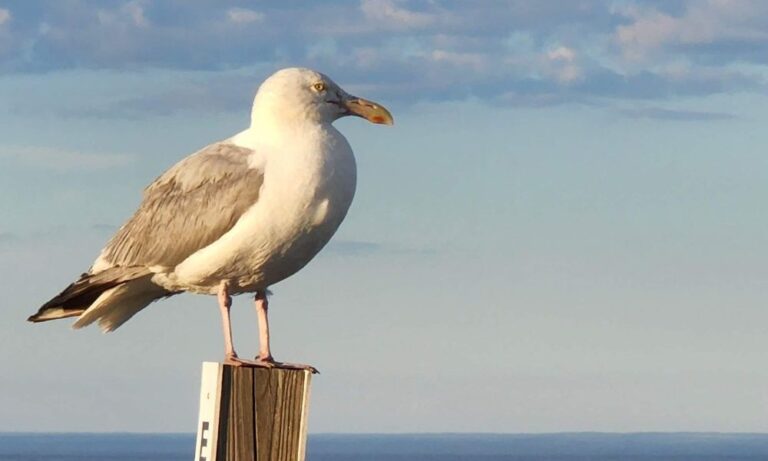 Can You Eat Seagulls