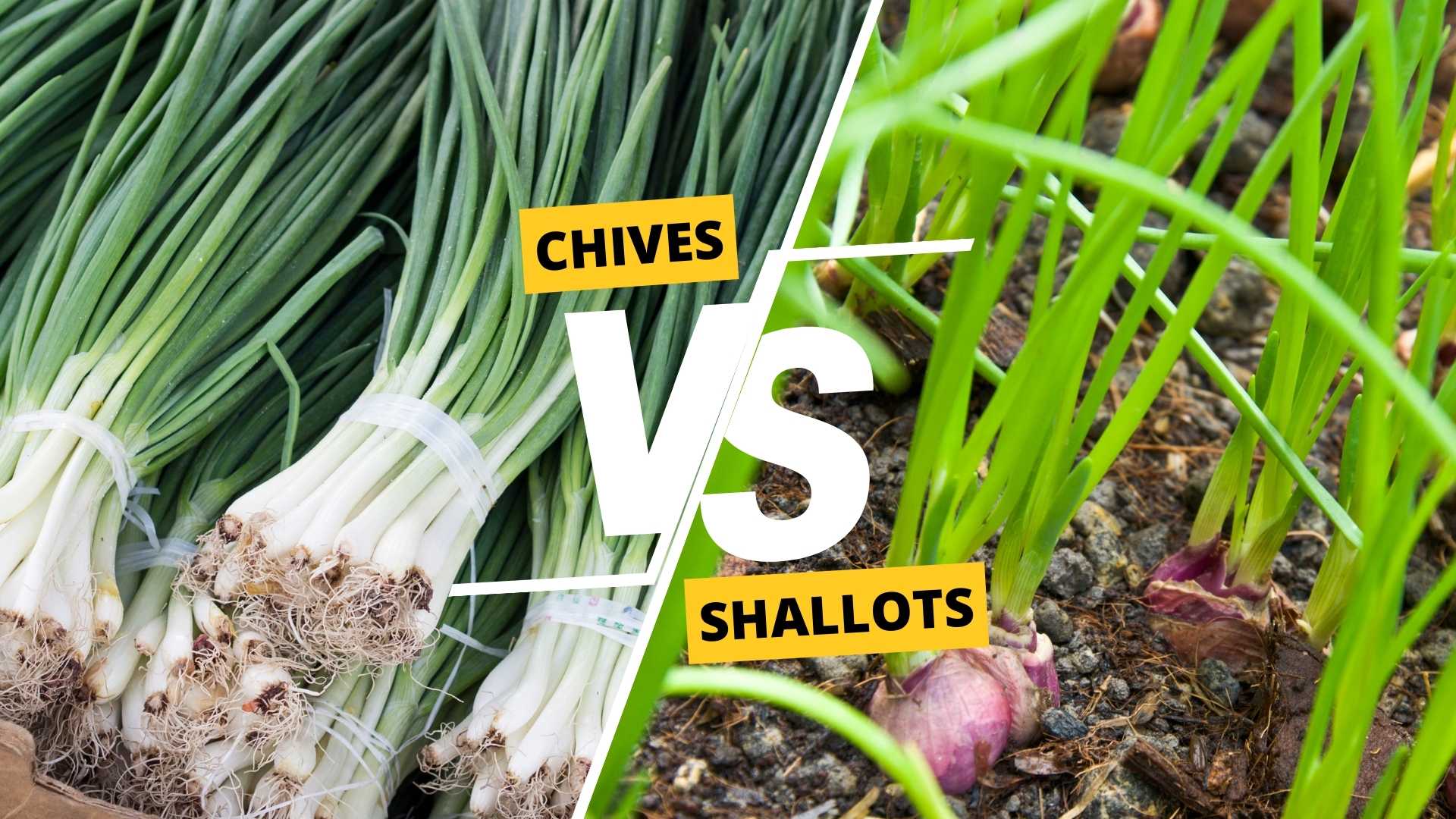 Chives vs Shallots