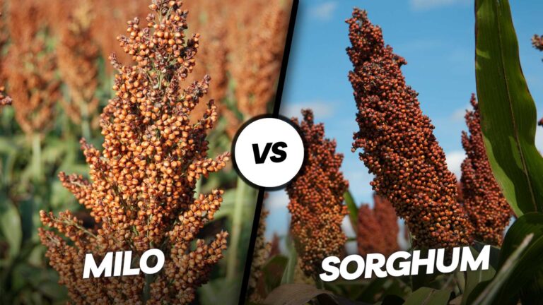 Milo vs Sorghum