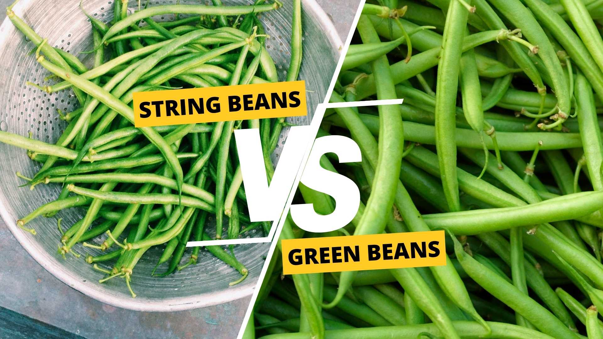 String Beans vs Green Beans