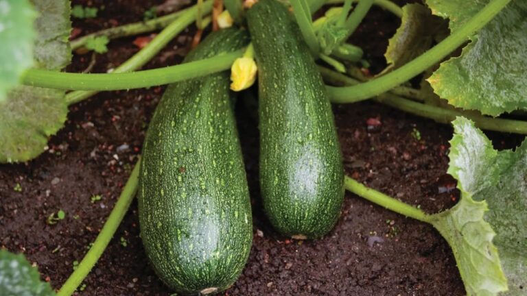 Substitutes for Zucchini